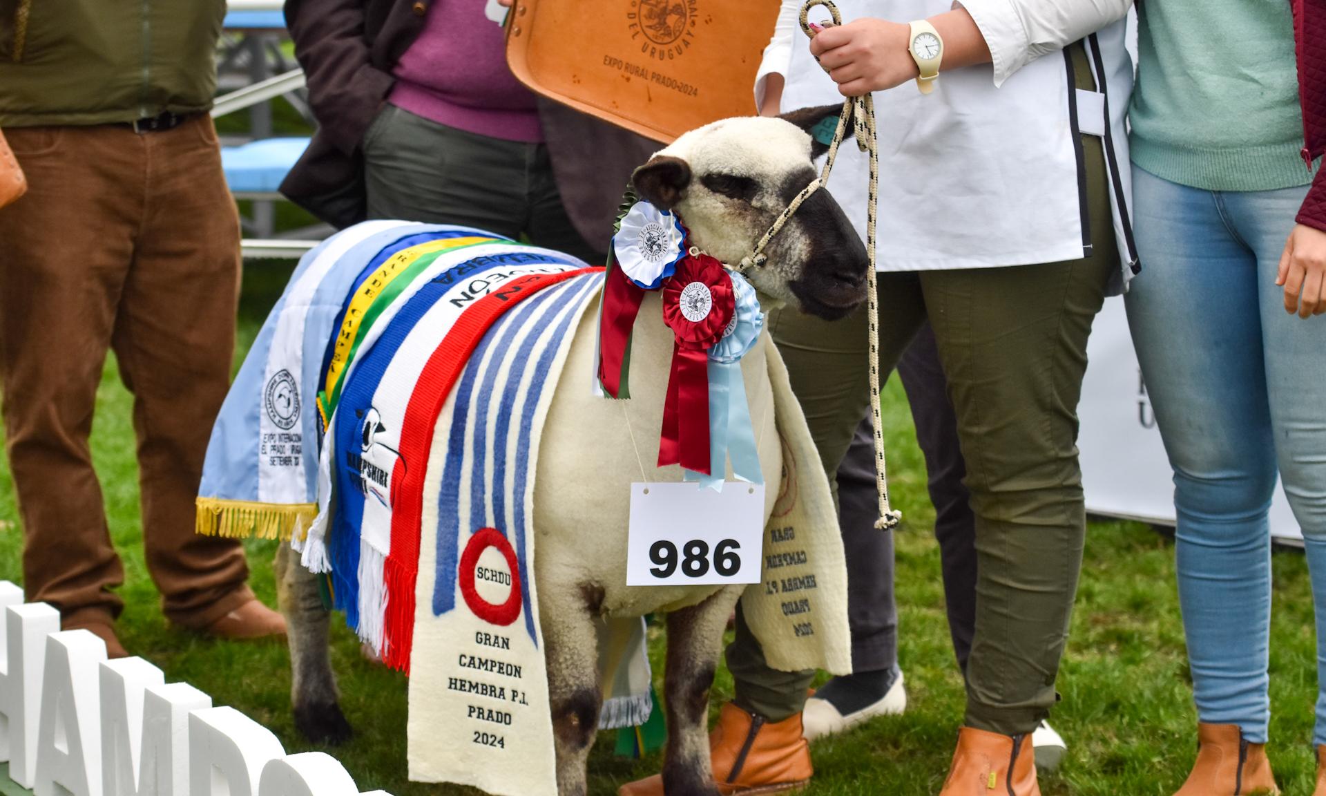 Agraria Serena es la Gran Campeona: desde los predios de UTU al podio de la Expo Prado 2024             