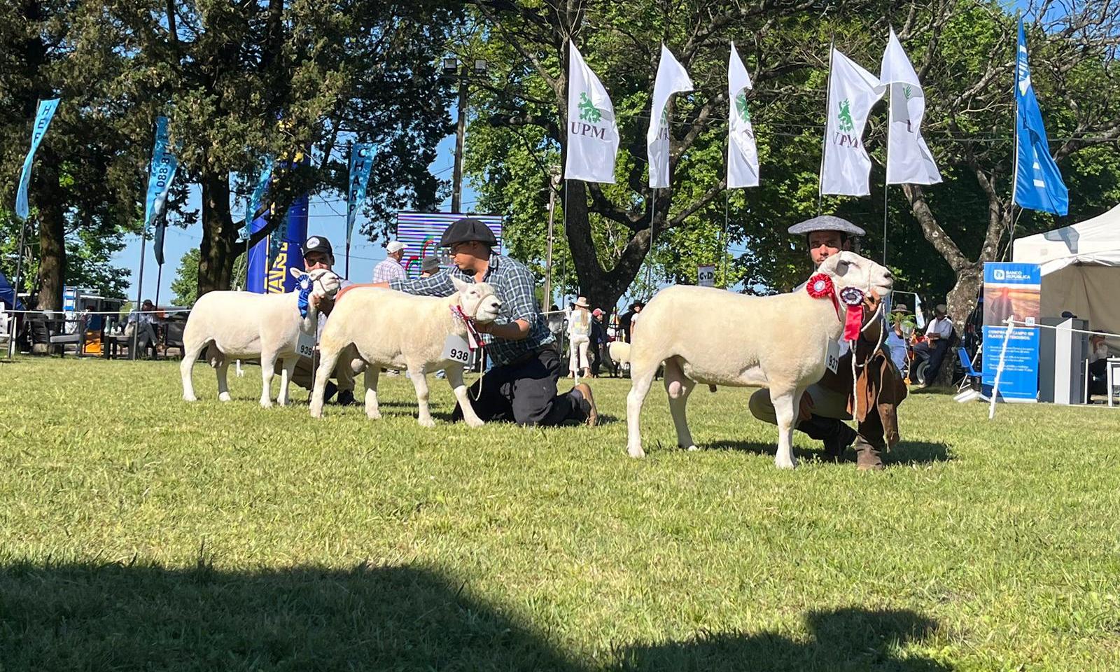 La Escuela Agraria Lorenzo Geyres obtuvo los premios de Gran Campeón en la Expo Rural Paysandú