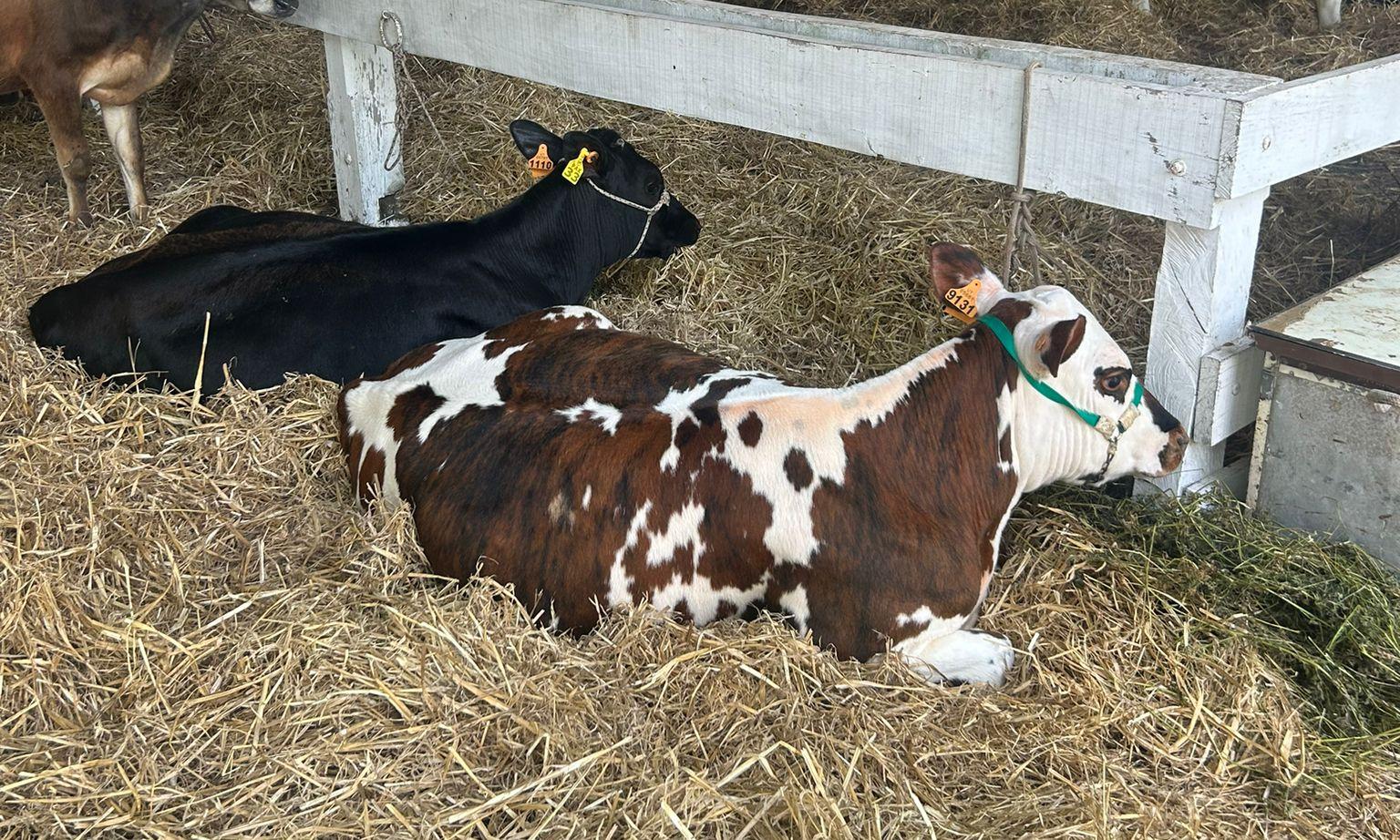 La Escuela Agraria Lorenzo Geyres obtuvo los premios de Gran Campeón en la Expo Rural Paysandú