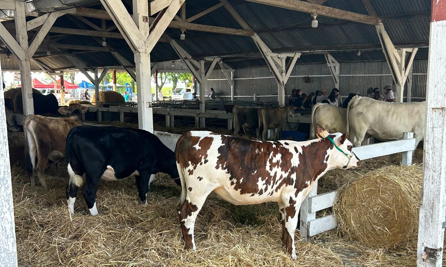 La Escuela Agraria Lorenzo Geyres obtuvo los premios de Gran Campeón en la Expo Rural Paysandú