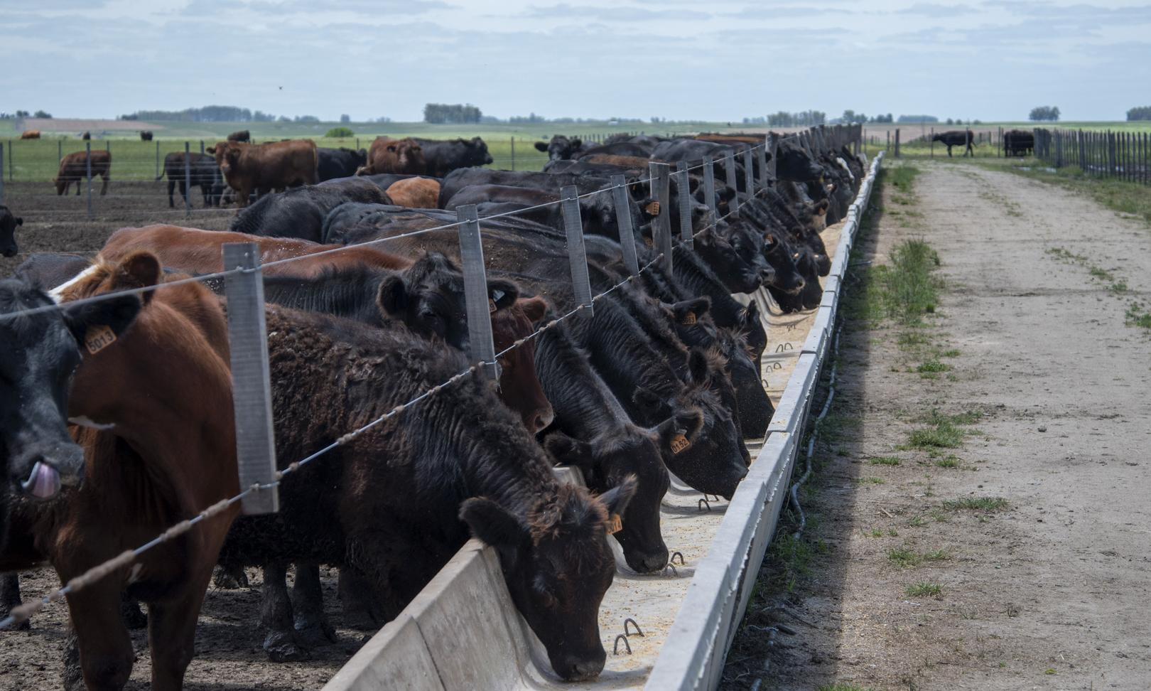 Se inauguró el primer feedlot de UTU en Sarandí Grande