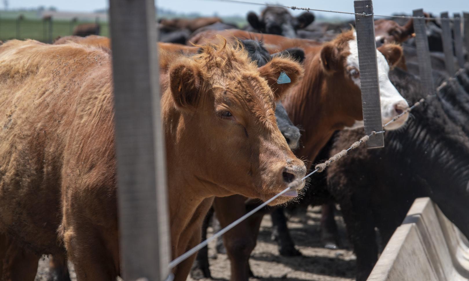 Se inauguró el primer feedlot de UTU en Sarandí Grande