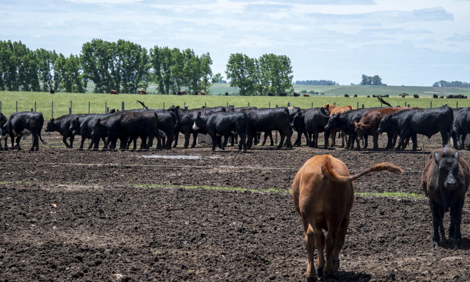 Se inauguró el primer feedlot de UTU en Sarandí Grande