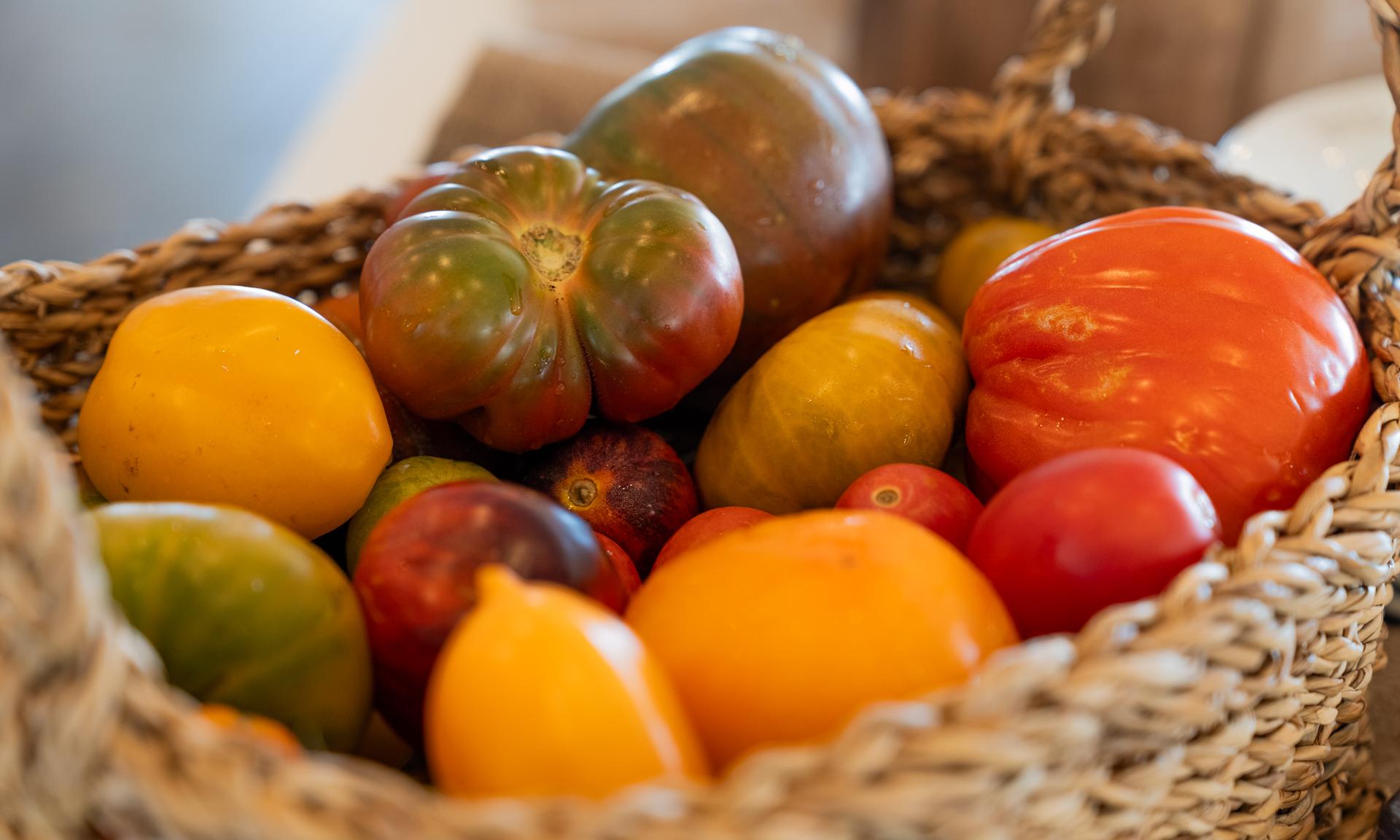 Cata nacional de tomates en prador Parada-12