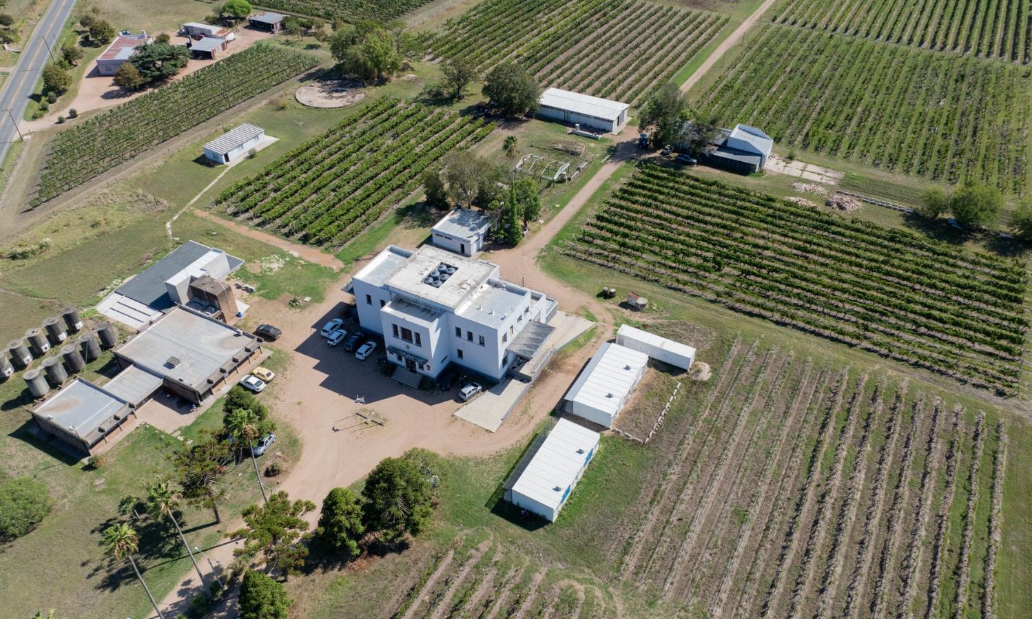 La Escuela de Vitivinicultura comenzó la vendimia y espera cosechar más de 90.000 kg de uvas 