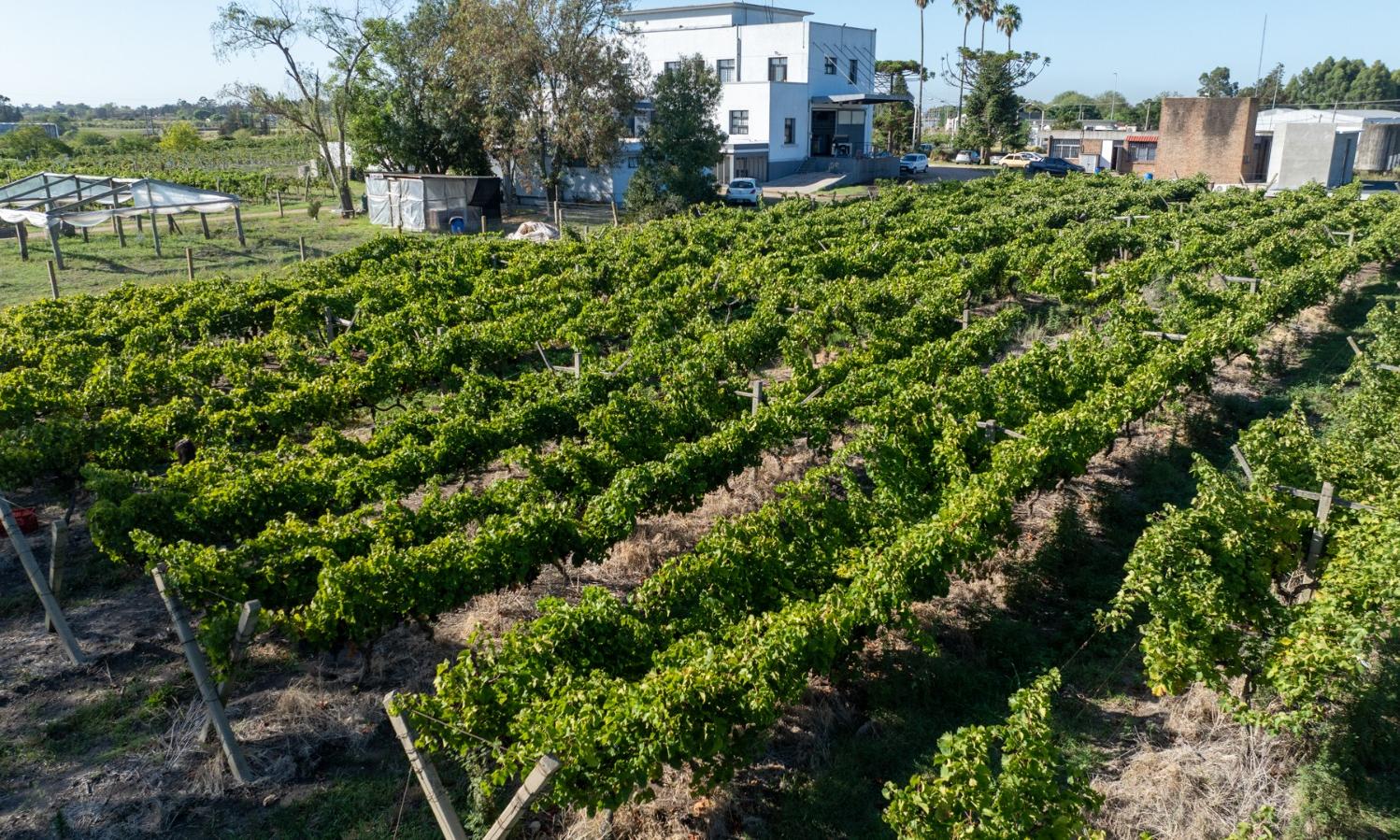 La Escuela de Vitivinicultura comenzó la vendimia y espera cosechar más de 90.000 kg de uvas 