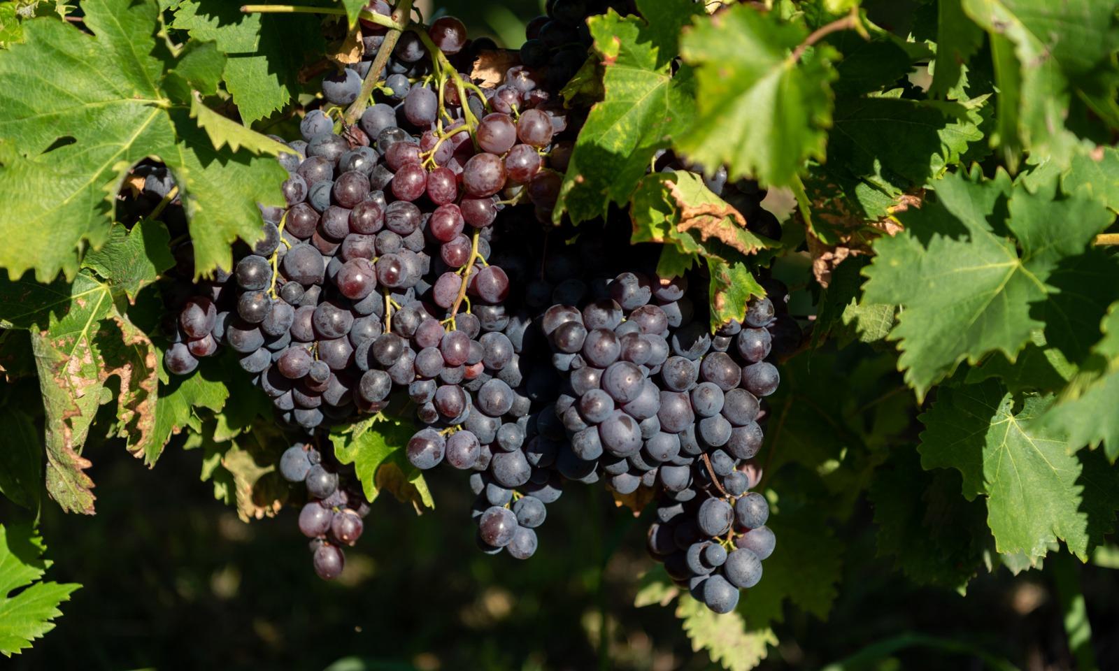 La Escuela de Vitivinicultura comenzó la vendimia y espera cosechar más de 90.000 kg de uvas 