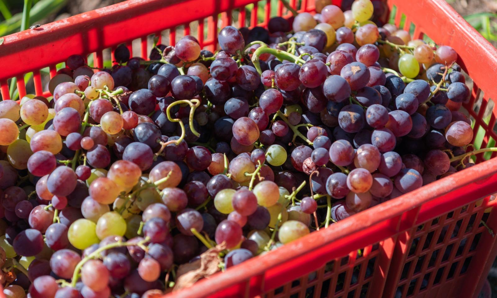 La Escuela de Vitivinicultura comenzó la vendimia y espera cosechar más de 90.000 kg de uvas 