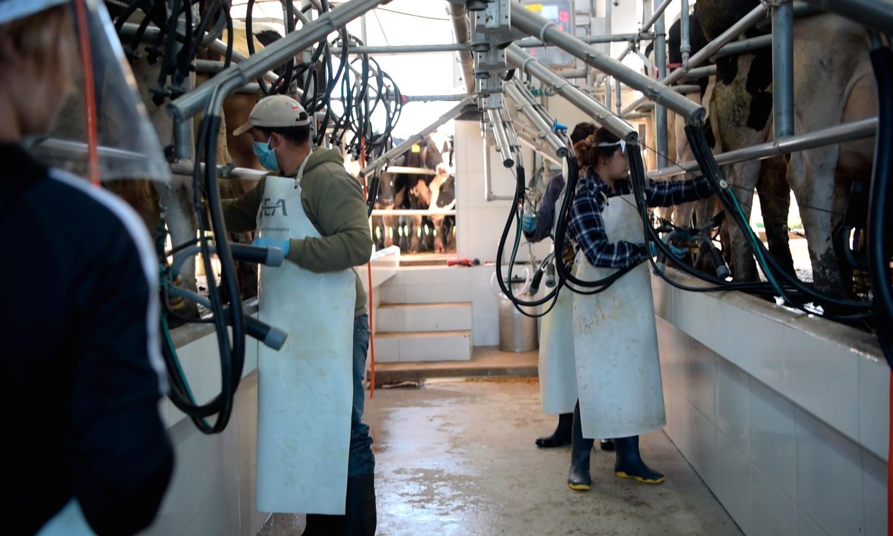 Inscripciones abiertas para cursar Tecnólogo en Producción Lechera en Nueva Helvecia con posibilidad de residencia y ayuda económica
