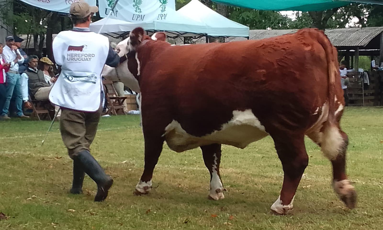 Expo Durazno: la escuela agraria local obtuvo la Reservada Gran Campeona con la raza Normando