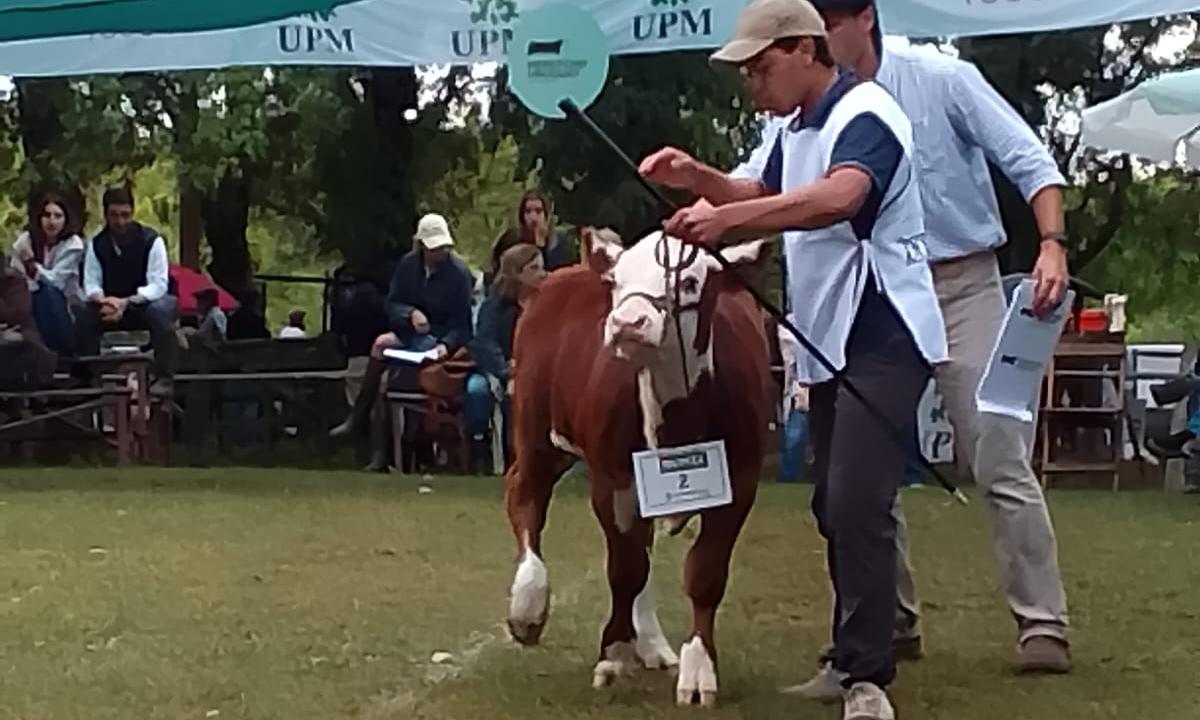 Expo Durazno: la escuela agraria local obtuvo la Reservada Gran Campeona con la raza Normando