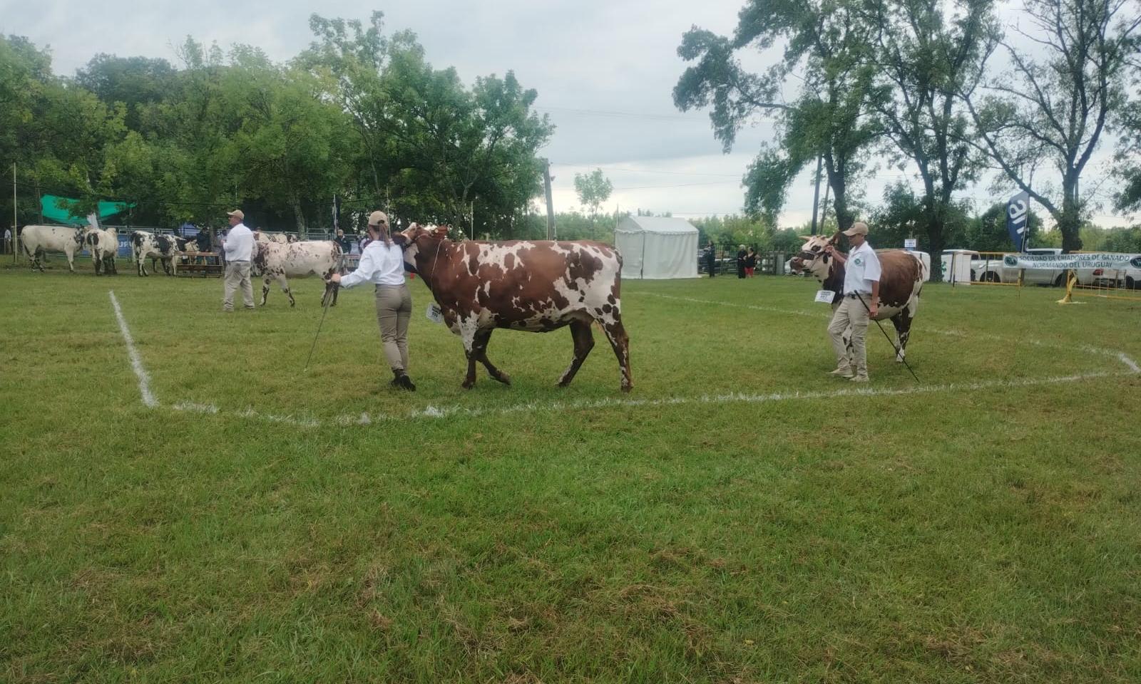 Expo Durazno: la escuela agraria local obtuvo la Reservada Gran Campeona con la raza Normando