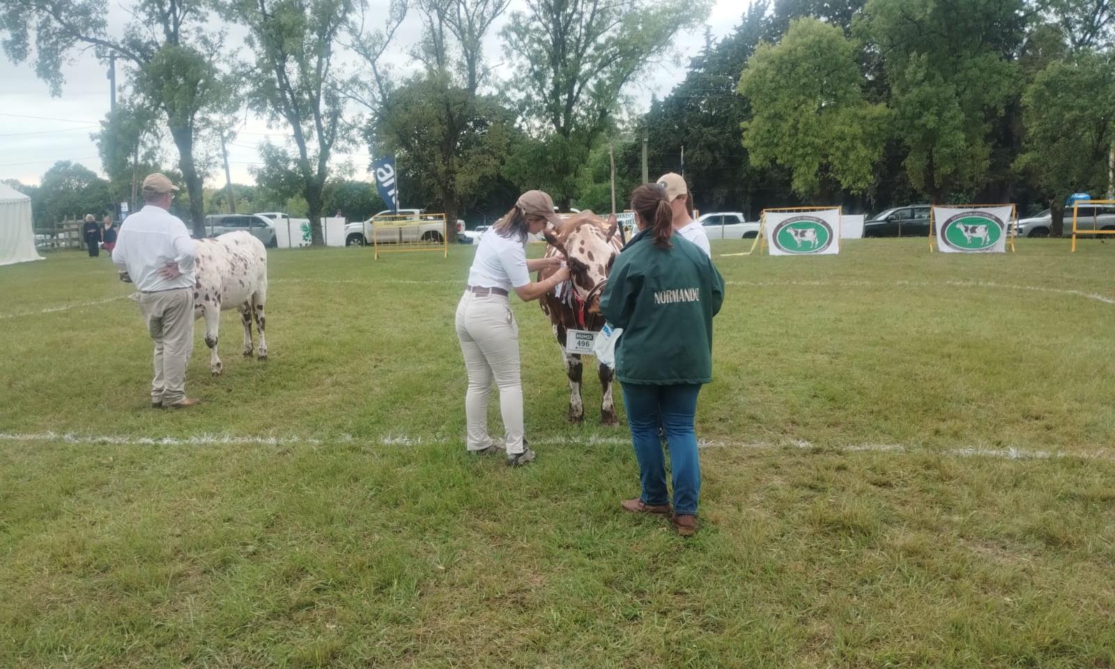 Expo Durazno: la escuela agraria local obtuvo la Reservada Gran Campeona con la raza Normando