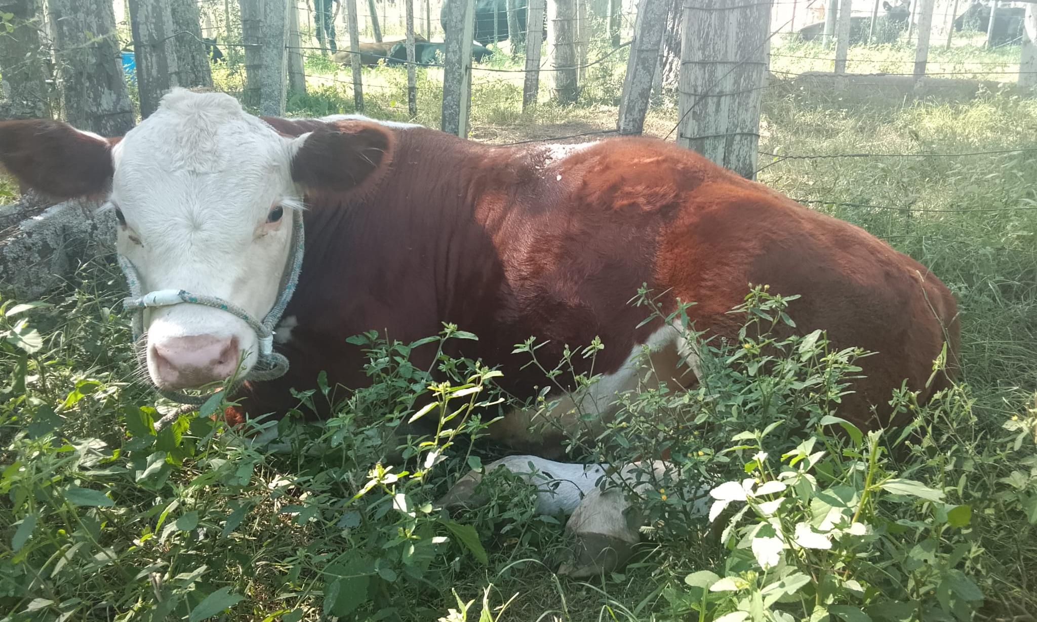 Expo Durazno: la escuela agraria local obtuvo la Reservada Gran Campeona con la raza Normando