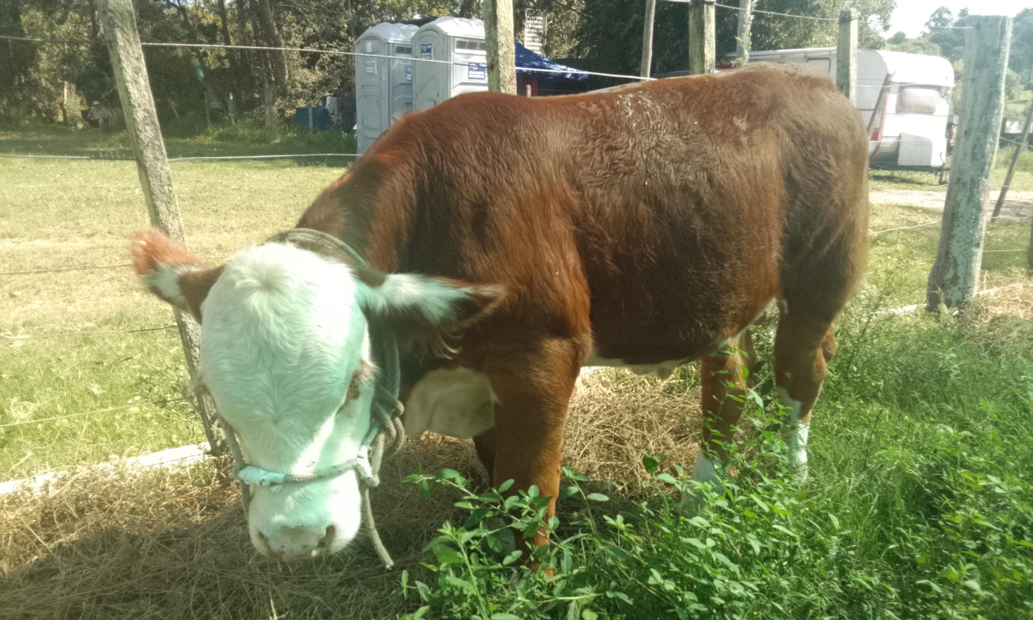 Raza Angus, Hereford y Normando de escuelas agrarias marcan presencia en 111º Expo Durazno