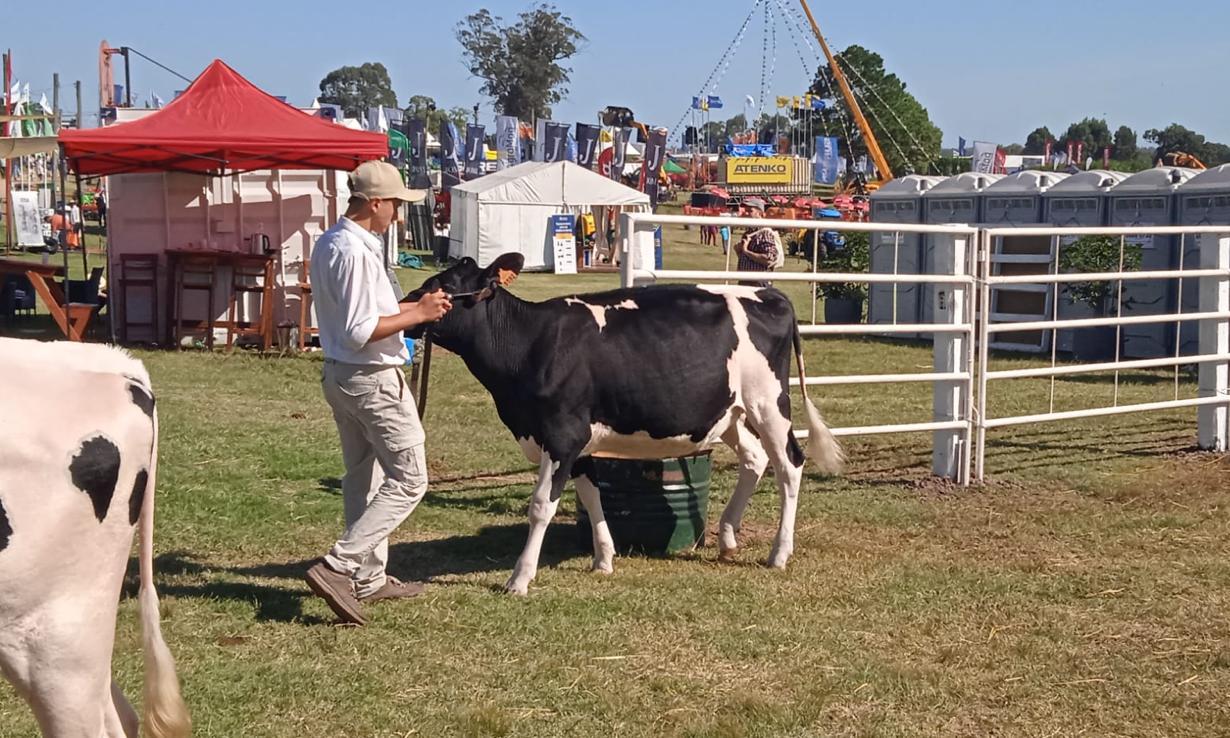 Agraria San Ramón cosechó tres premios con Normando y Holando en Expo Melilla 