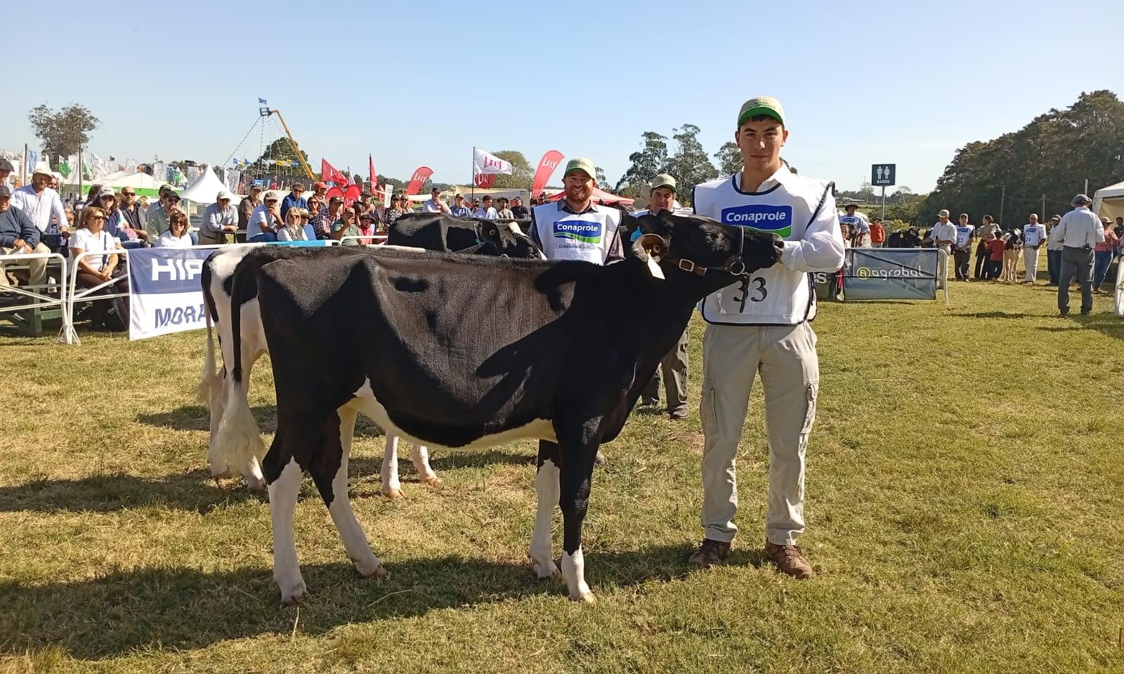 Agraria San Ramón cosechó tres premios con Normando y Holando en Expo Melilla 